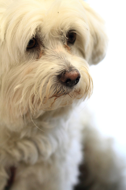 perro bichon blanco
  - Foto, Imagen