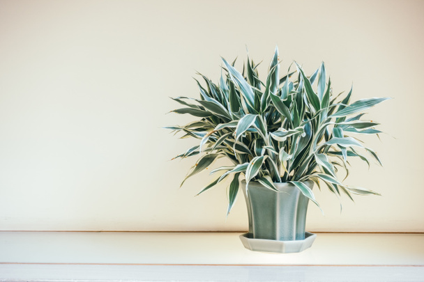Vaso decoração de plantas interior
 - Foto, Imagem