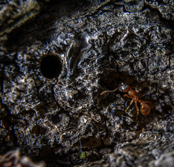 Pequeña hormiga marrón
 - Foto, Imagen