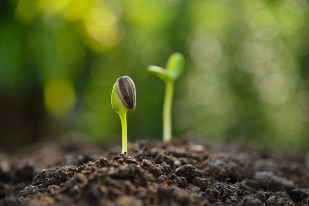 Broto verde crescendo a partir de sementes sentadas no solo
 - Foto, Imagem