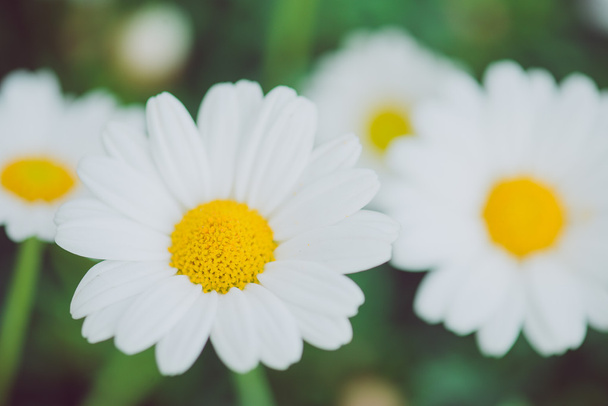 Fiore bianco e giallo. Dettaglio di margherite nell'erba. Macro di bellissimi fiori di margherite bianche. Fiore di margherita
. - Foto, immagini