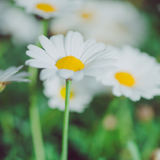 Fiore bianco e giallo. Dettaglio di margherite nell'erba. Macro di bellissimi fiori di margherite bianche. Fiore di margherita
. - Foto, immagini
