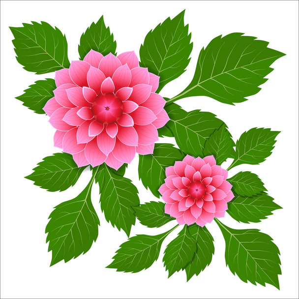 Dahlia pink flower. - Vector, afbeelding