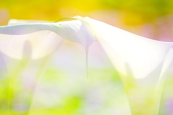mooie calla lelie met mooie achtergrondkleur - Foto, afbeelding