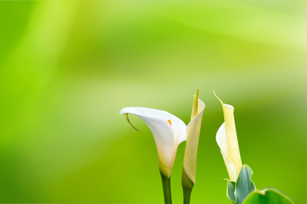 gyönyörű calla liliom szép háttérszínnel - Fotó, kép