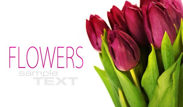 Tulips - Photo, image