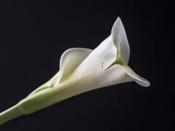 Zantedeschia aethiopica, calla lily - Fotó, kép
