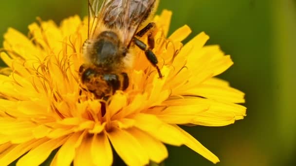 Pszczoła na żółte kwiaty - Materiał filmowy, wideo