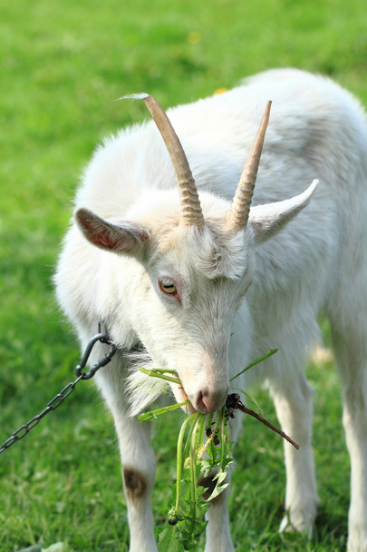 white goat head - Photo, Image