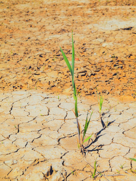 Arcilla agrietada seca de campo de trigo. Polvoriento suelo agrietado
 - Foto, Imagen