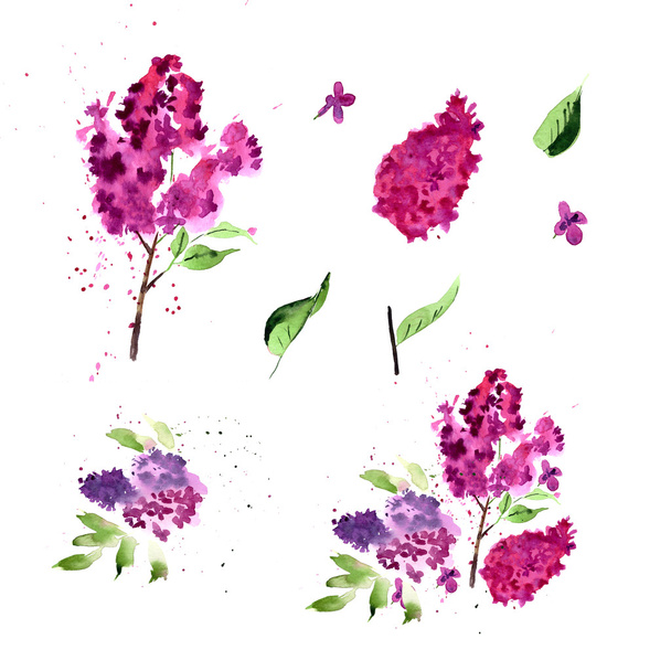 Watercolor lilac flowers - Vettoriali, immagini