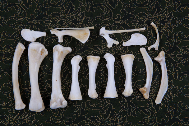 Dessicated állati csontok - Fotó, kép