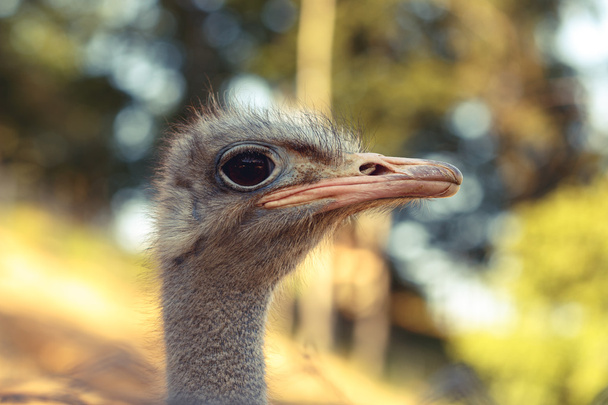 Fechar a cabeça de avestruz com fundo desfocado
 - Foto, Imagem