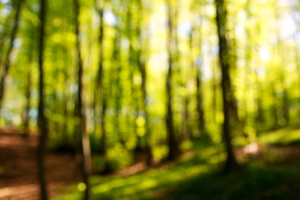 Blurred background of green trees in forest at sunset - Foto, imagen