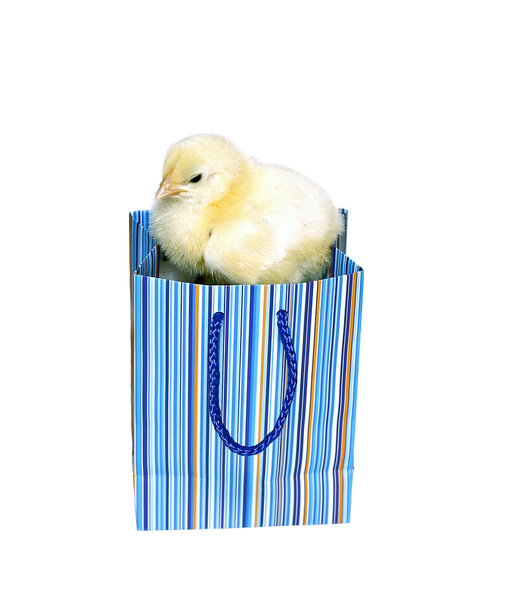 Nestling pieni keltainen poikasen sininen lahja pakkaus eristetty
  - Valokuva, kuva