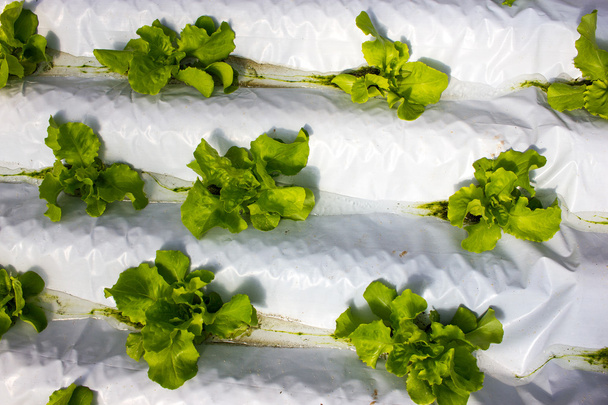 Babypflanzen wachsen im hydroponischen System  - Foto, Bild