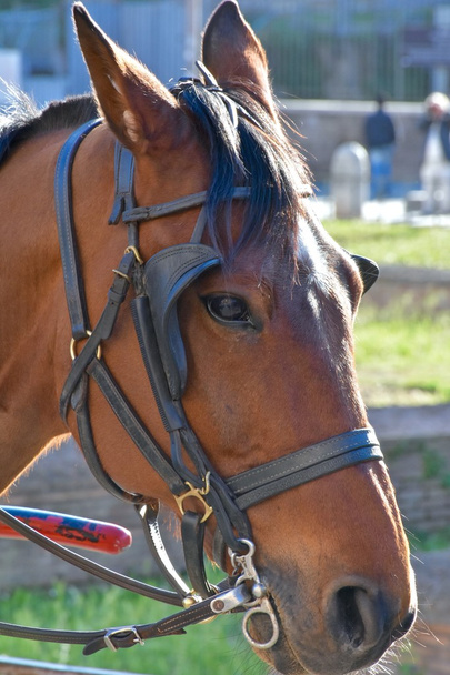 Konie ciągną dorożkę z bliska - Zdjęcie, obraz