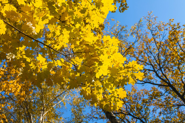 autumn maple leaves - Photo, image