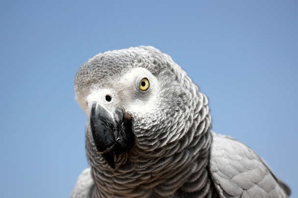 parrot likes to be photographed       - Valokuva, kuva