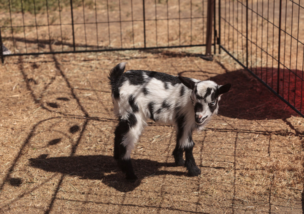 Black and white baby Nigerian dwarf goat  - Photo, Image