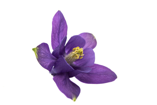 Aquilegia flor aislada
 - Foto, imagen