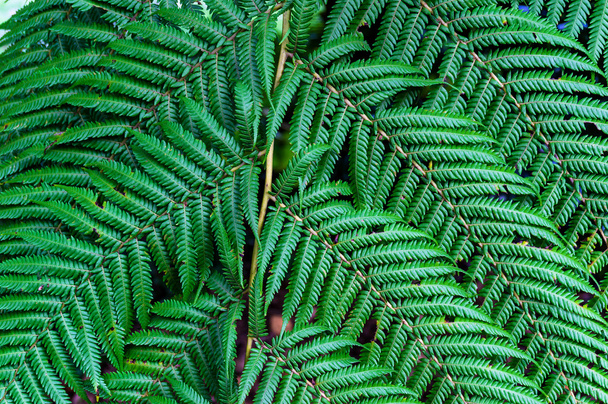 Close up of green fern leaves - Foto, afbeelding