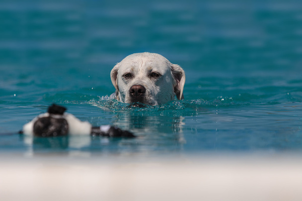 Amarillo Labrador retriever nada
 - Foto, Imagen