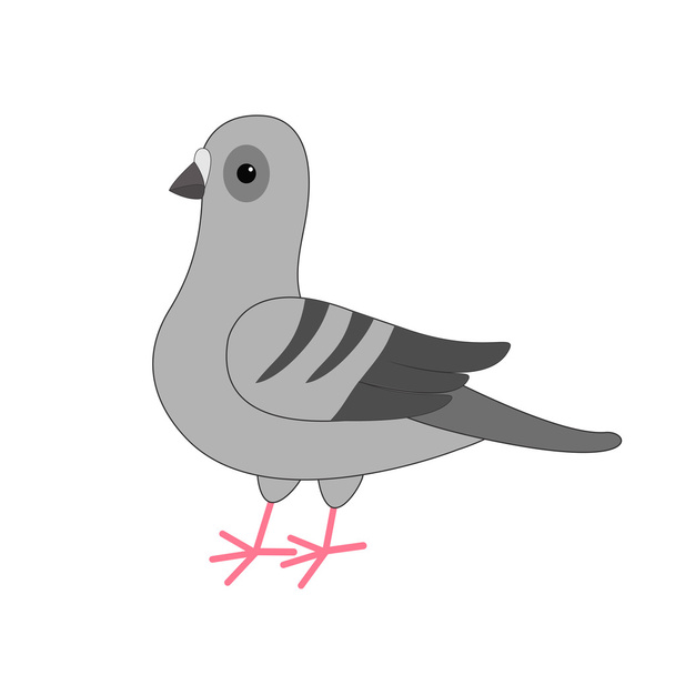 Taubenvogel. graue Taube  - Vektor, Bild