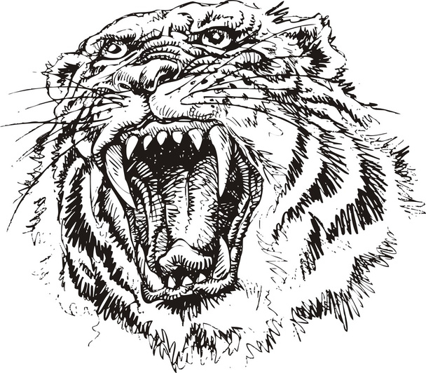 tigris fej - Vektor, kép
