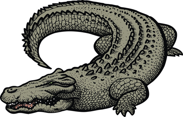 groot gevaar alligator  - Vector, afbeelding