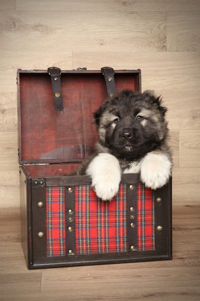 Cachorrinho pastor caucasiano na caixa
 - Foto, Imagem