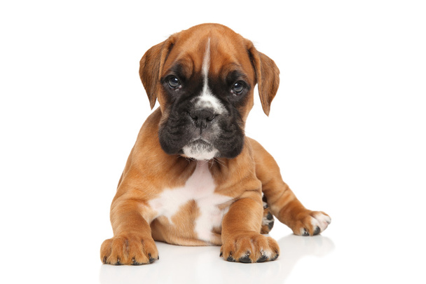 Německý Boxer štěně na bílém pozadí - Fotografie, Obrázek