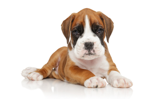 Cãozinho Boxer alemão em branco
 - Foto, Imagem