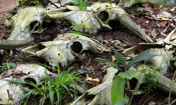 Ormanda ölü hayvan kemikleri - Fotoğraf, Görsel