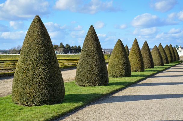 Topiary trees at Versailles garden, France - Foto, afbeelding