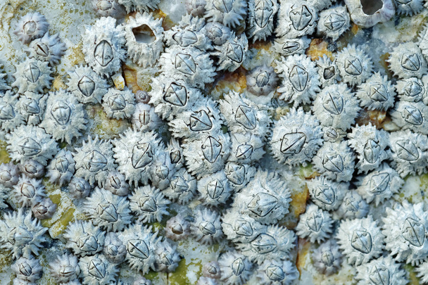 Dead Barnacles on a Rock - Photo, Image