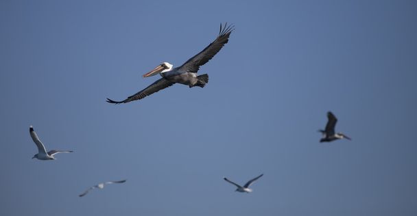Pelicano voador com as gaivotas
 - Foto, Imagem