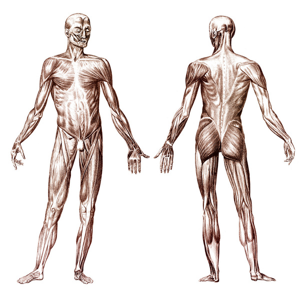 Human muscular system - Photo, Image