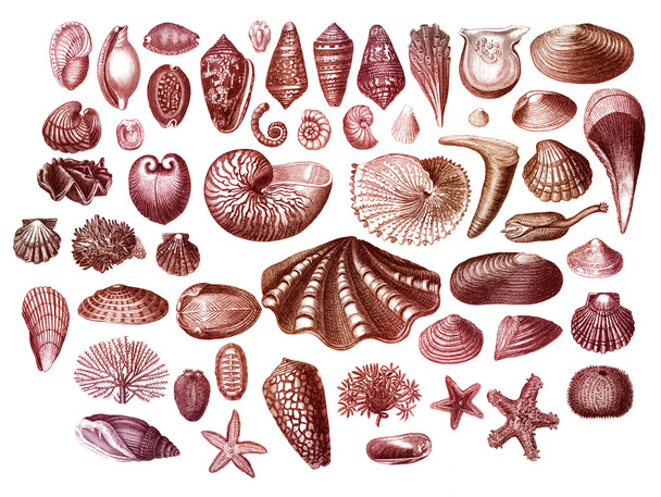 Colección de conchas marinas exóticas
 - Foto, imagen