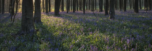 Ohromující krajina bluebell lesa na jaře v anglický hrabě - Fotografie, Obrázek