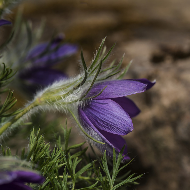 Prachtige macro opname van Pulsatilla Vulgaris bloem in bloei - Foto, afbeelding