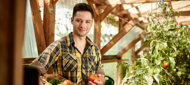 Friendly man harvesting fresh tomatoes from the greenhouse garden putting ripe local produce in a basket - Foto, Bild