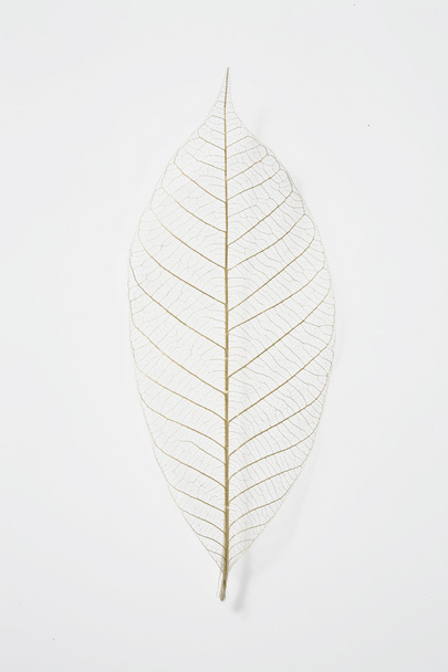 chemically treated leaves instudio - Photo, Image