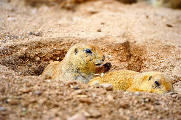 Two Prairie Dogs - Photo, Image