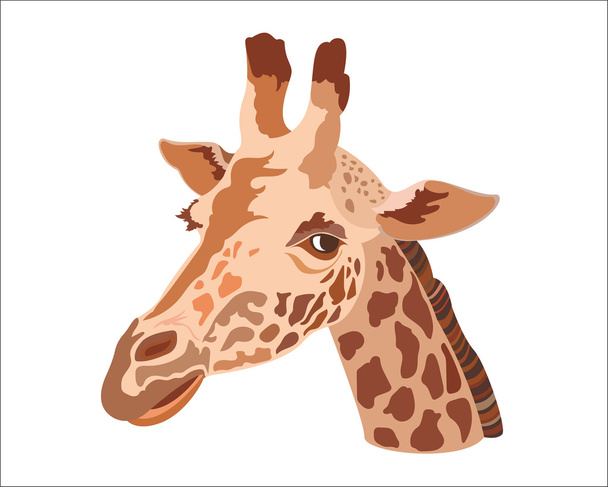 Giraffe head isolated on a white background.  - Διάνυσμα, εικόνα