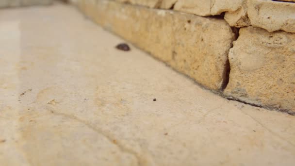 Θηλυκό έρημο άμμο κατσαρίδα aka Arenivaga africana κινείται γρήγορα στο πεζοδρόμιο  - Πλάνα, βίντεο