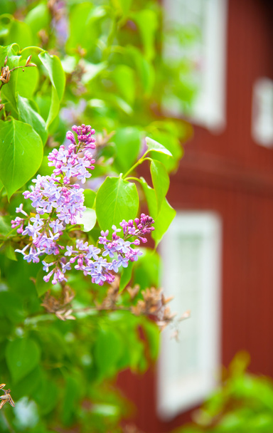 Blooming Lilac - Photo, Image