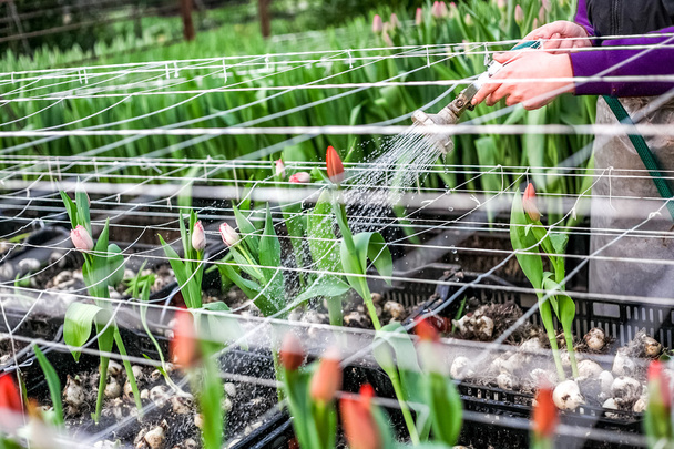 Cultivo industrial de flores tulipanes en invernadero grande - Foto, Imagen