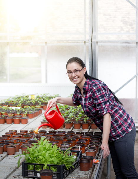 Woman watering sprouts in greenhouse - Фото, зображення
