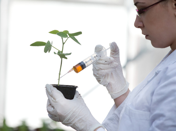 植木鉢に化学を注いで科学者 - 写真・画像